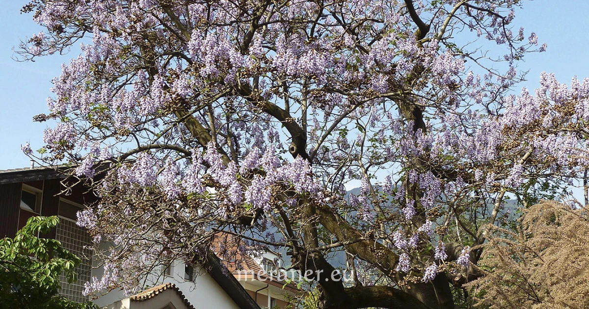 Paulownia Baum Samen