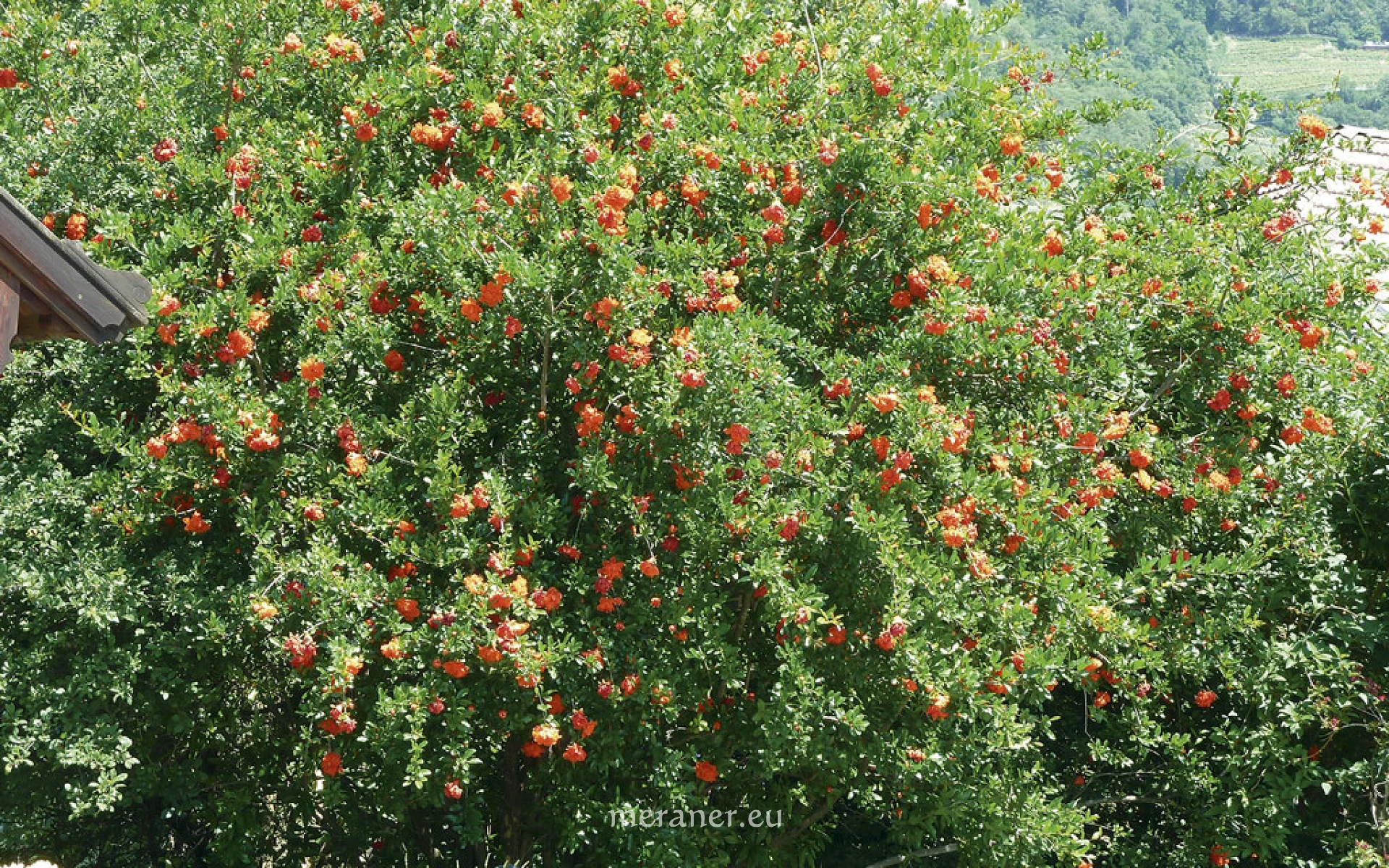 Granatapfelbaum / Botanischer Spaziergang / Meraner