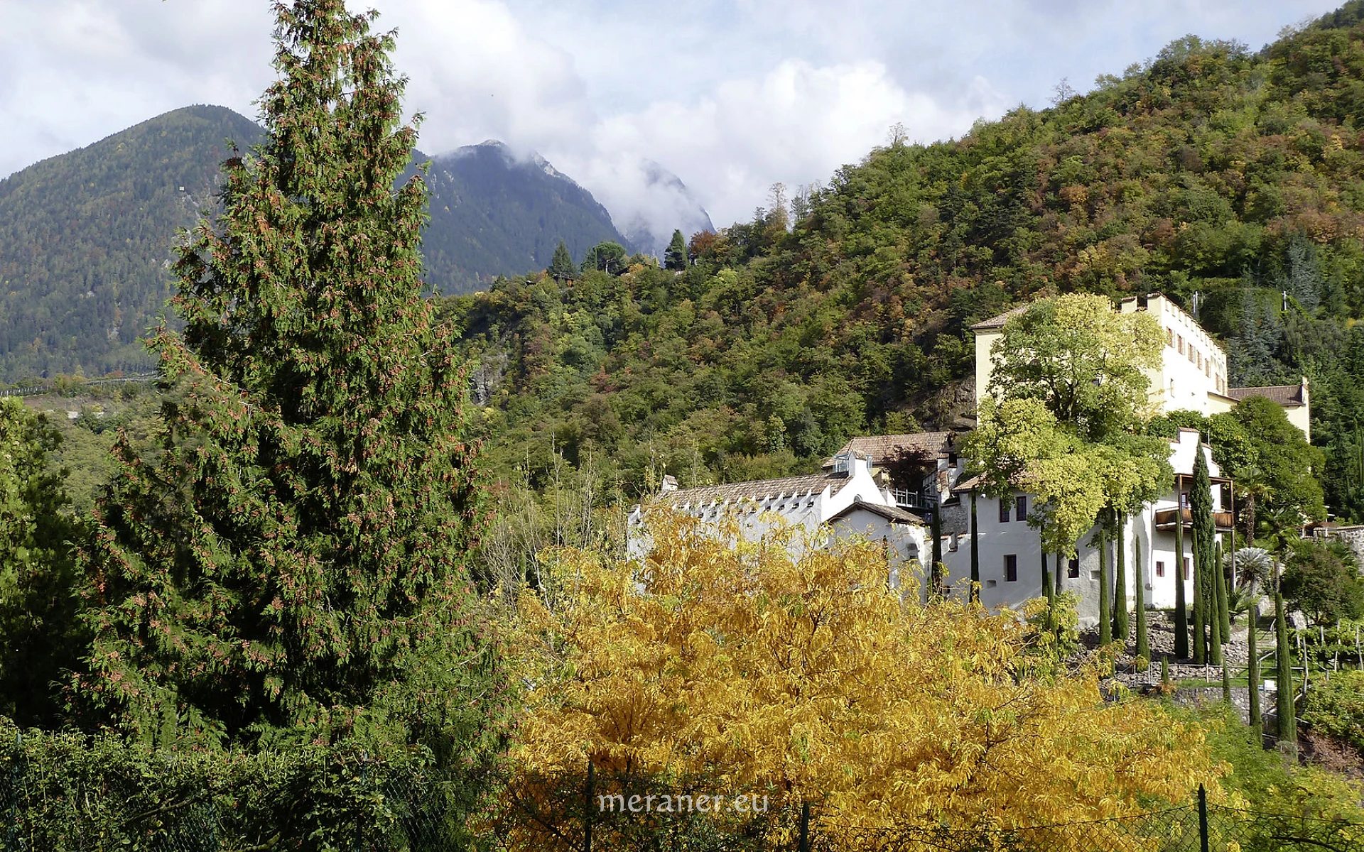 Der Lebensbaum Botanischer Spaziergang Meraner Stadtanzeiger Die Zeitung Fur Meran In Sudtirol Magazin Wochenzeitung Wochenblatt Bezirkszeitung